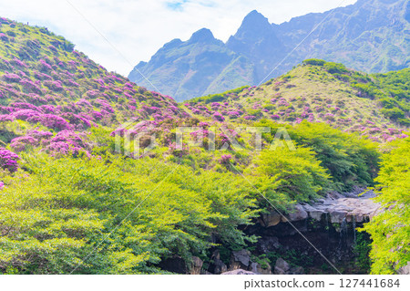 (熊本縣)阿蘇山的宮山霧花和仙醉峽瀑布 (熊本縣)阿蘇山的宮山霧花和仙醉峽瀑布 127441684