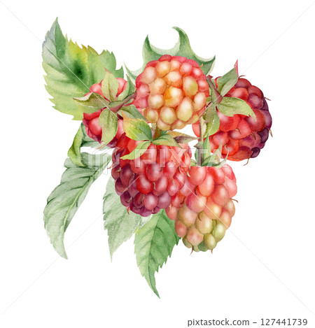 Raspberry ripe berries hanging in group with leaves, stalks hand drawn in watercolor, dewberry cloudberry mulberry loganberry. Cut out botanical boutonniere illustration. Farmer calendar, florist shop 127441739
