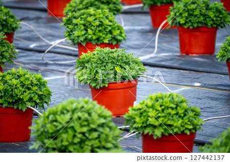 Rows of potted mums perennials on a farm with irrigation lines ground cover Rows of potted mums perennials on a farm with irrigation lines ground cover 127442137