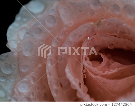 五月雨天裡盛開的淡粉色玫瑰 127442804