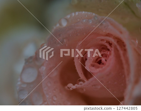 五月雨天裡盛開的淡粉色玫瑰 五月雨天裡盛開的淡粉色玫瑰 127442805