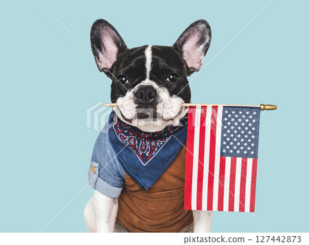 Cute puppy and American Flag. Studio shot 127442873