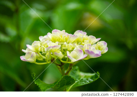 Hydrangea wet in the rain of the rainy season Hydrangea wet in the rain of the rainy season 127442890
