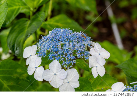 White Hakuji Hydrangea White Hakuji Hydrangea 127442897