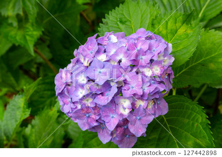 Close-up of hydrangea Close-up of hydrangea 127442898