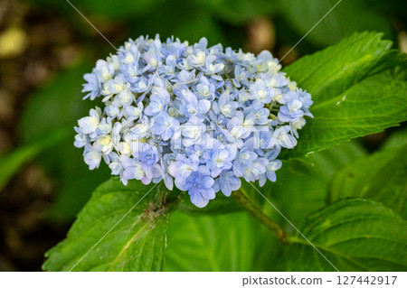 藍色和白色的繡球花 藍色和白色的繡球花 127442917