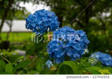 藍色繡球花 藍色繡球花 127442918