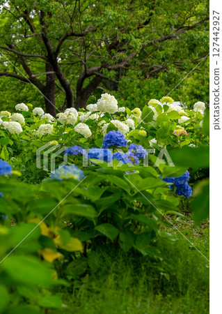 Blue hydrangea and white hydrangea 127442927