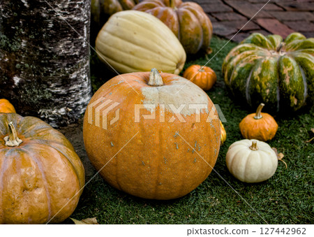 Colorful Halloween pumpkins displayed outdoors Colorful Halloween pumpkins displayed outdoors 127442962