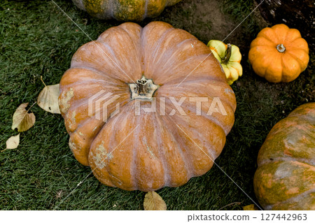 Colorful Halloween pumpkins displayed outdoors 127442963