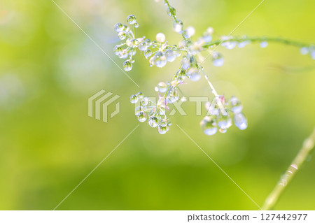 被水滴覆蓋的植物在早晨的陽光下閃閃發光 127442977