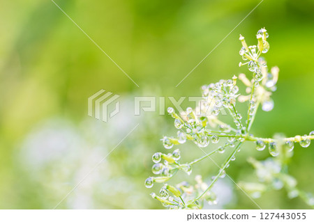 被水滴覆蓋的植物在早晨的陽光下閃閃發光 127443055