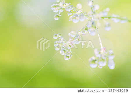 Plants covered in water droplets shining in the morning sun Plants covered in water droplets shining in the morning sun 127443059