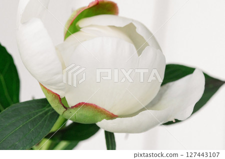 Delicate white macro peony pristine slowly bud exposing layered, creamy petals against opening, white background flower Delicate white macro peony pristine slowly bud exposing layered, creamy petals against opening, white background flower 127443107