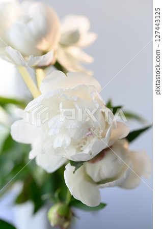 Delicate white peonies flower bloom in soft showcasing elegant their light, petals and exuding purity and beauty background 127443125