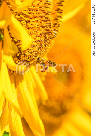 一隻小蜜蜂正在努力從盛開的向日葵中採集花蜜 一隻小蜜蜂正在努力從盛開的向日葵中採集花蜜 127443136