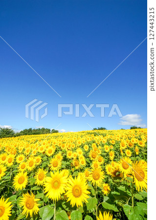 Smiling sunflowers blooming in the sunflower fields on the plateau. "Hiruzen Plateau/Hiruzen Jersey Land" in Maniwa City, Okayama Prefecture 127443215