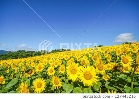 Smiling sunflowers blooming in the sunflower fields on the plateau. "Hiruzen Plateau/Hiruzen Jersey Land" in Maniwa City, Okayama Prefecture Smiling sunflowers blooming in the sunflower fields on the plateau. "Hiruzen Plateau/Hiruzen Jersey Land" in Maniwa City, Okayama Prefecture 127443216