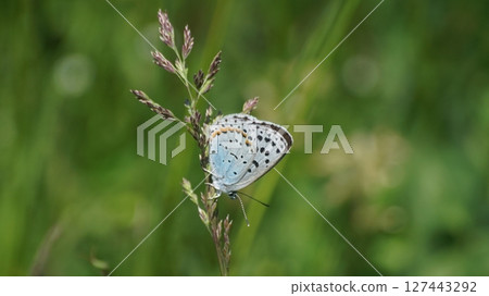 A male of the large-leaved copper butterfly resting on the grass A male of the large-leaved copper butterfly resting on the grass 127443292