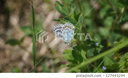 一隻雄性大葉銅蝶在草地上休息 127443294
