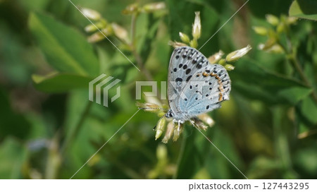 一隻雄性大葉銅蝶在草地上休息 127443295