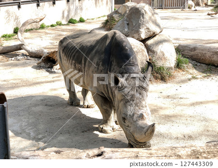 A magnificent white rhinoceros Ceratotherium simum in a zoo enclosure 127443309