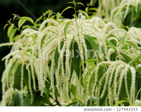 Chestnut flowers 127443333