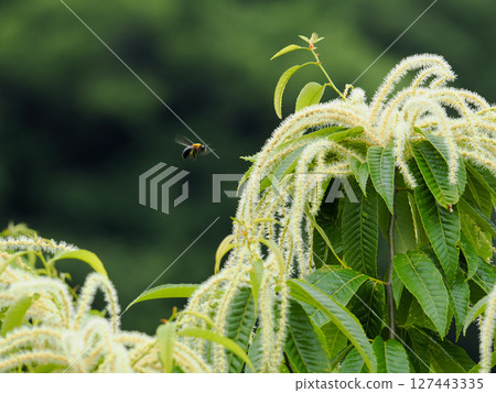 栗花和木蜂 栗花和木蜂 127443335