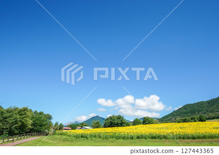 高原的向日葵田裡，綻放著微笑的向日葵。岡山縣真庭市的“蒜山高原·蒜山澤西樂園” 127443365