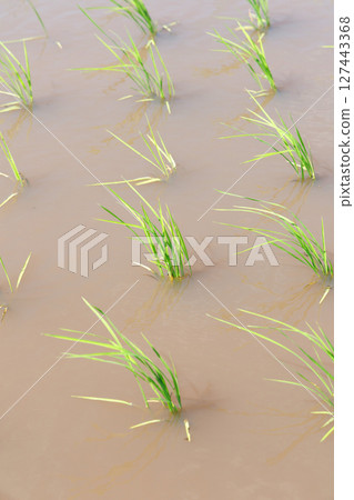 水稻種植後的稻田 127443368