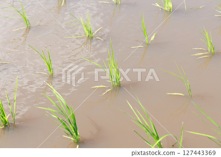 水稻種植後的稻田 127443369