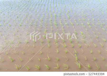 水稻種植後的稻田 水稻種植後的稻田 127443394