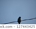 棲息在電線上的鳥 127443425
