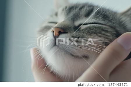 Gently massaged cat face close up, expressing contentment and relaxation 127443571