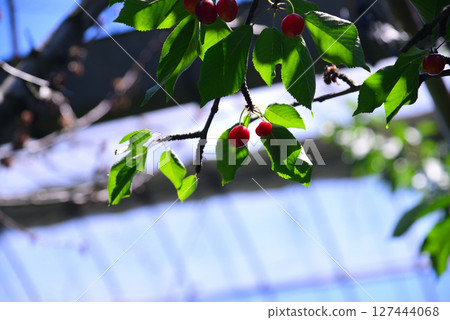 Cherries: A taste of early summer Cherries: A taste of early summer 127444068