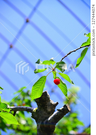 Cherries: A taste of early summer 127444074