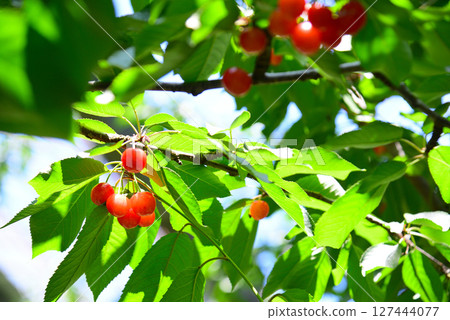 Cherries: A taste of early summer 127444077