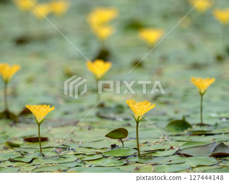 阿薩莎盛開 127444148