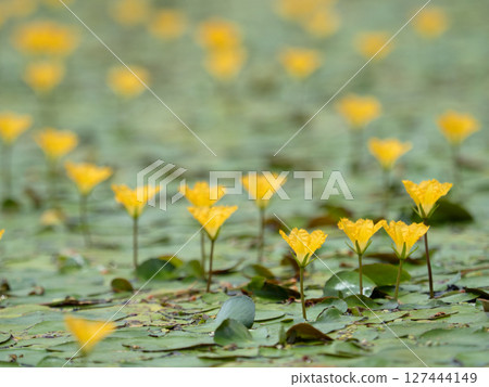 阿薩莎盛開 127444149