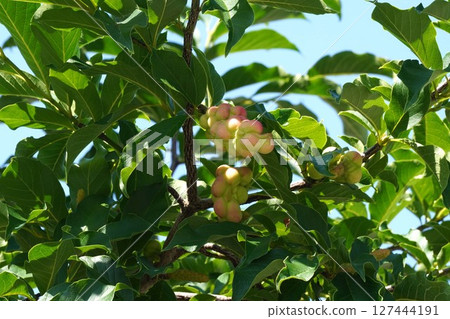 Magnolia fruit, June 2025 Magnolia fruit, June 2025 127444191