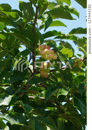 Magnolia fruit, June 2025 Magnolia fruit, June 2025 127444192