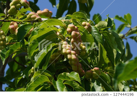 Magnolia fruit, June 2025 Magnolia fruit, June 2025 127444196