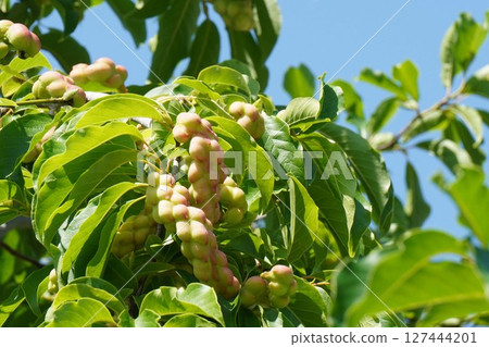 Magnolia fruit, June 2025 127444201
