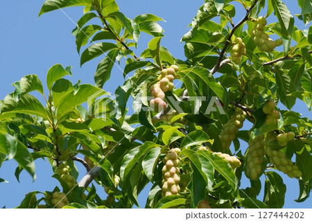 木蘭果,2025年6月 木蘭果,2025年6月 127444202