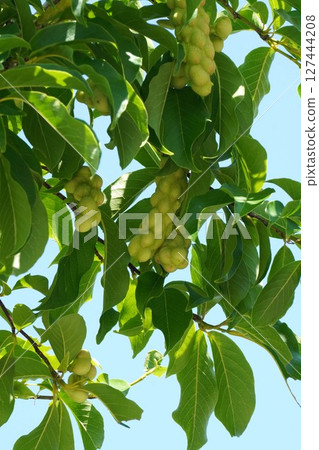 Magnolia fruit, June 2025 Magnolia fruit, June 2025 127444208