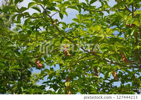 Magnolia fruit, June 2025 Magnolia fruit, June 2025 127444213