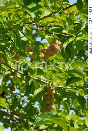 木蘭果,2025年6月 木蘭果,2025年6月 127444214