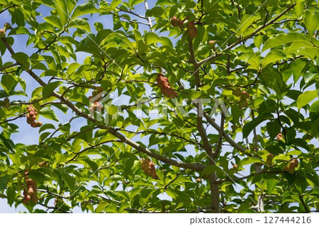 Magnolia fruit, June 2025 127444216