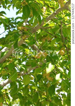 Magnolia fruit, June 2025 127444217