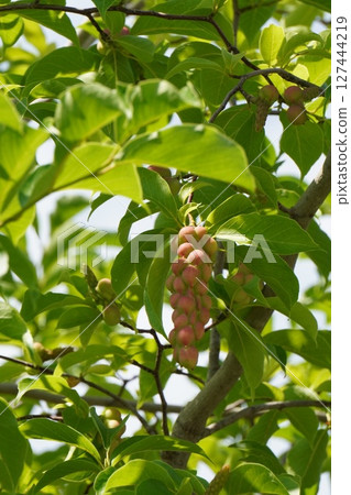 Magnolia fruit, June 2025 127444219